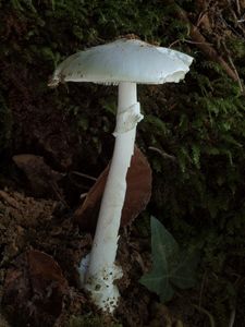 Muchomůrka zelená bílá - Amanita phalloides var. alba (Vittad.) E.-J.