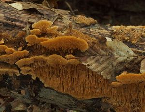 Outkovka jelení - Trametes cervina (Schwein.) Bres. 1903