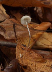 Helmovka deskovitá - Mycena stylobates (Pers.) P. Kumm. 1871