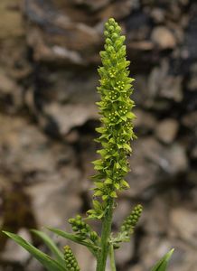 Kýchavice bílá Lobelova (VERATRUM ALBUM L. subsp. LOBELIANUM (Bernh.) )