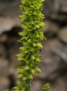 Kýchavice bílá Lobelova (VERATRUM ALBUM L. subsp. LOBELIANUM (Bernh.) )