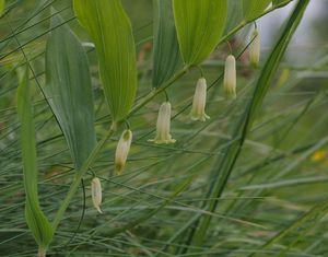 Kokořík vonný (Polygonatum odoratum)