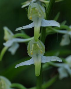 Vemeník zelenavý (Platanthera chloranta)