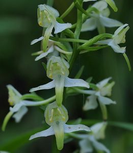 Vemeník zelenavý (Platanthera chloranta)