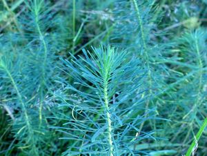 Pryšec chvojka (Euphorbia cyparissias)