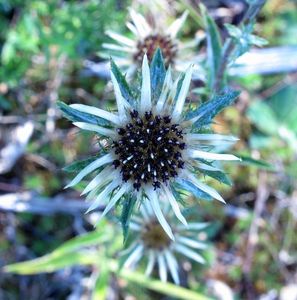 Pupava obecná (Carlina vulgaris L.)