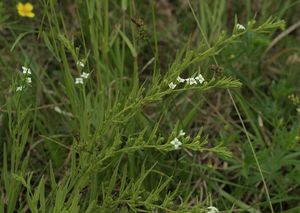 Lněnka alpská (Thesium alpinum L.)