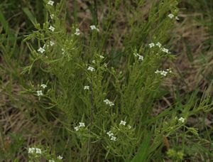 Lněnka alpská (Thesium alpinum L.)