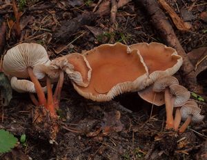 Penízovka červenonohá - Gymnopus erythropus (Pers.) Antonín, Halling