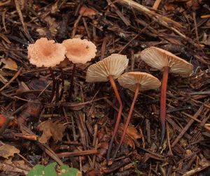 Špička česneková - Marasmius scorodonius