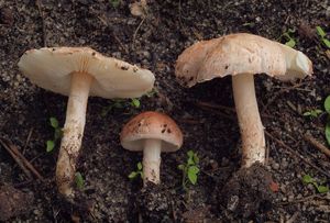 Bedla namasovělá - Lepiota subincarnata J.E. Lange 1940