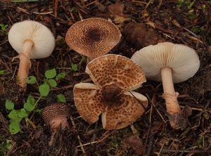 Bedla klamavá - Lepiota pseudolilacea Huijsman 1947