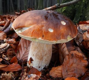 Klikni pro velký obrázek