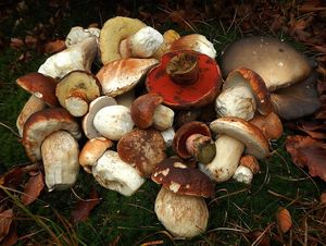 Klikni pro velký obrázek