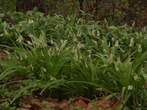 Česnek podivný (Allium paradoxum)