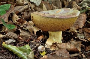 Klikni pro velký obrázek