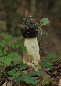 Klikni pro velký obrázek