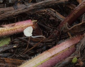 Helmovka bělostná - Hemimycena candida (Bres.) Singer