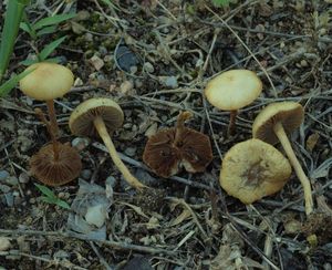 Polnička polokulovitá - Agrocybe pediades (Fr.) Fayod 1889