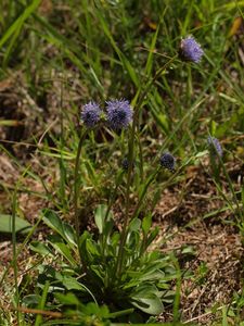 Koulenka prodloužená (Globularia bisnagarica)