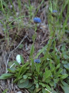 Koulenka prodloužená (Globularia bisnagarica)