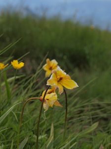 Tulipán planý (Tulipa sylvestris)