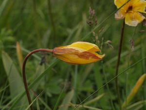 Tulipán planý (Tulipa sylvestris)