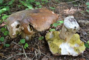 Klikni pro velký obrázek