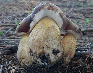 Klikni pro velký obrázek