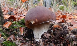 Klikni pro velký obrázek