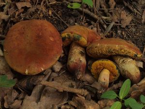 Klikni pro velký obrázek