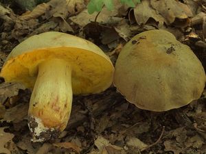 Klikni pro velký obrázek