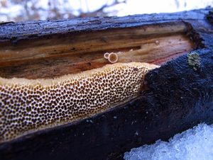 Outkovka Trogova - Trametes trogii Berk.