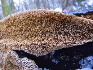 Outkovka Trogova - Trametes trogii Berk.