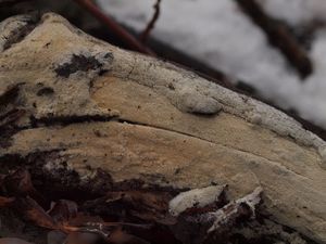 Kornatec Nešporův - Xylodon nespori (Bres.) Hjortstam & Ryvarden