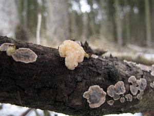 Rosolovka průsvitná - Tremella encephala Pers.: Fr.