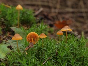 Helmovka zlatobřitá - Mycena aurantiomarginata (Fr.) Quél. 1872