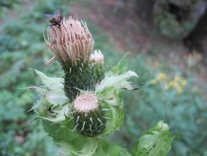 Pcháč zelinný (Cisium oleraceum)