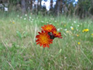 Jestřábník oranžový (Hieracium aurantiacum)