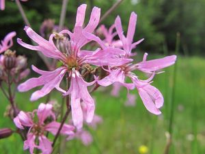 Kohoutek luční (Lychnis flos - cuculi)