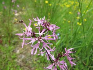 Kohoutek luční (Lychnis flos - cuculi)