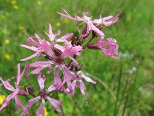 Kohoutek luční (Lychnis flos - cuculi)