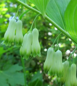 Kokořík mnohokvětý (Polygonatum multiflorum)