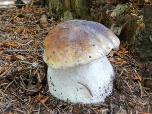 Klikni pro velký obrázek