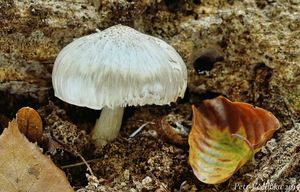 Klikni pro velký obrázek