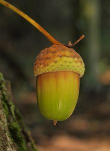 Dub letní (křemelák) (Quercus robur L. ex Simk.)