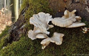 Klikni pro velký obrázek