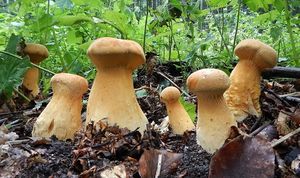 Klikni pro velký obrázek