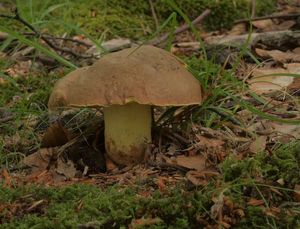 Klikni pro velký obrázek