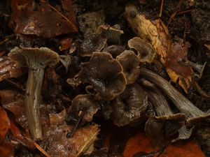 Liška šedá - Cantharellus cinereus